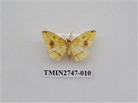 藏品(尺蛾309)的圖片